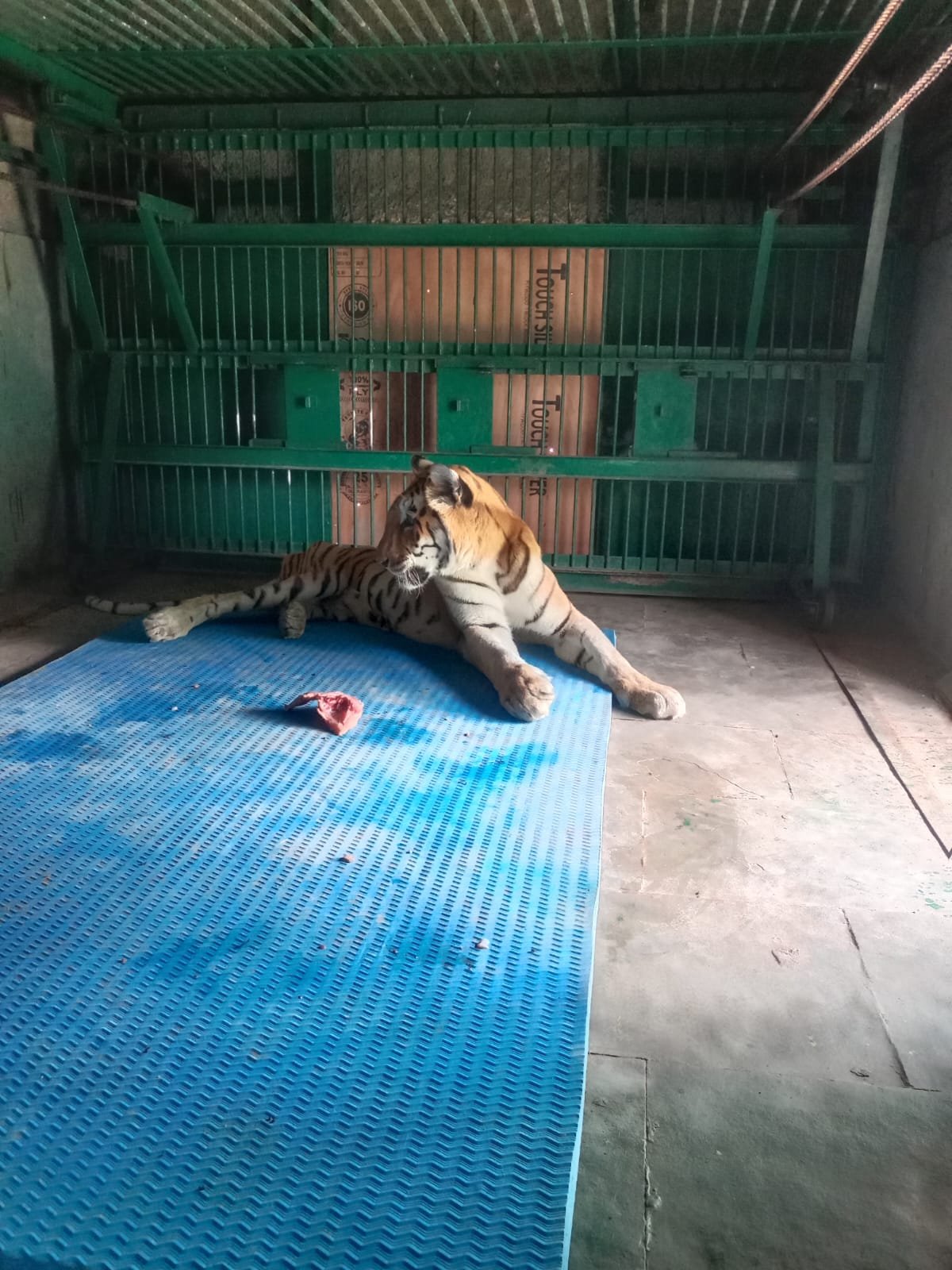Tigress ‘Fragrance’ to Remain Off Display at Abheda Biological Park Following Health Assessment